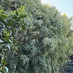 Yavuz ホテル Çıralı