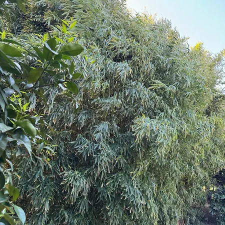 Yavuz Hotel Çıralı