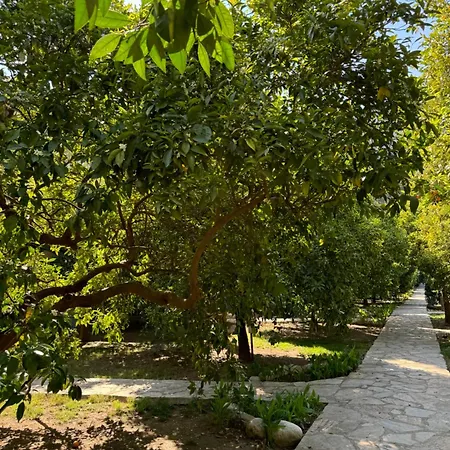 Yavuz * Çıralı