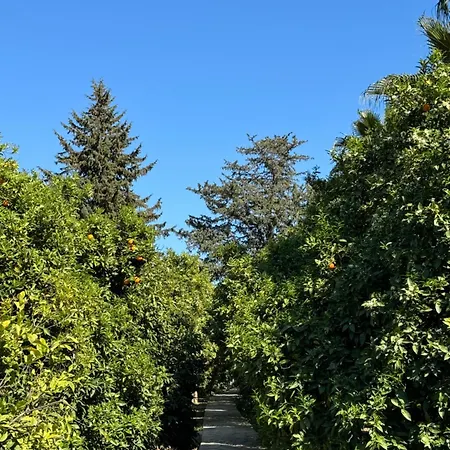 Yavuz