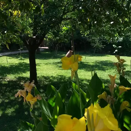 Yavuz